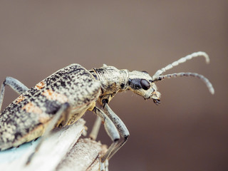 beetle close up. insects macro shot. shallow depth of field. gray bug with long mustache.