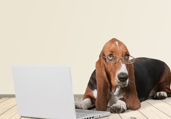 Basset Hound dog with laptop  on background