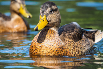 Mallard duck - close-up of a mallard duck on the water swimming in a pond. Portrait of a charming Mallard duck  with water droplets on his head.