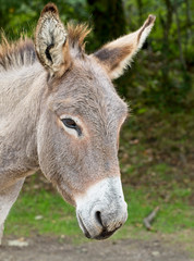 Naklejka na ściany i meble Donkey, New Forest National Park, Hampshire, England, UK.