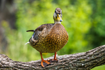 Mallard duck - close-up of a mallard duck on the water swimming in a pond. Portrait of a charming Mallard duck  with water droplets on his head.