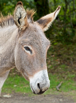 Donkey, New Forest National Park, Hampshire, England, UK.
