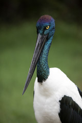 Australian black-necked stork 
