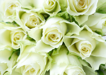 White roses in closeup