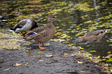 Mallard (Anas platyrhynchos) standing on the shore, female wild duck outside the water