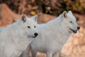 Obraz na płótnie Canvas Two wild alaskan tundra wolves.Canis lupus arctos. Polar wolf or white wolf.