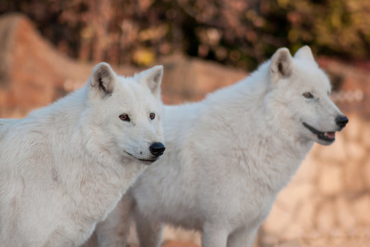 Fototapeta Two wild alaskan tundra wolves.Canis lupus arctos. Polar wolf or white wolf.