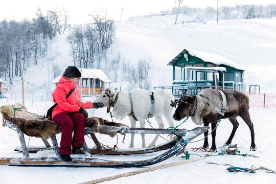 Girl riding reindeer sleigh in Finland in Lapland in winter