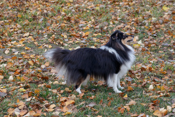 Tri-colour shetland sheepdog puppy is standing in the autumn park. Shetland collie or sheltie. Pet...