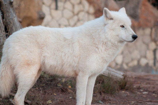 Wild alaskan tundra wolf is looking his prey. Canis lupus arctos. Polar wolf or white wolf.