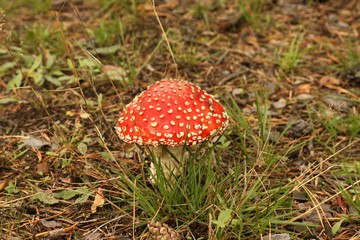 muchomor czerwony (Amanita muscaria) © Argiz