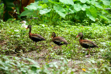 Black Bellied Whistling Ducks