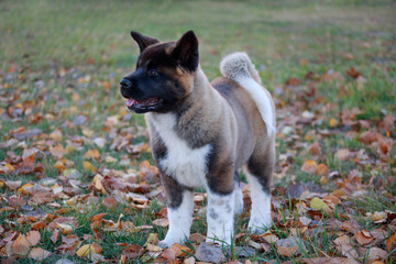 Cute american akita puppy. Three month old. Pet animals.