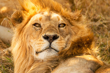 Closeup portrait of a male African lion (Panthera leo), Serengeti National Park, Tanzania.