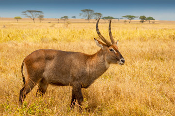 Male waterbuck (Kobus ellipsiprymnus) a large antelope found widely in sub Saharan Africa, Tanzania.