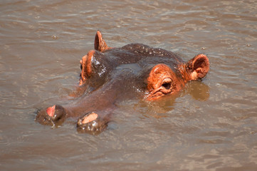 Huge male hippo (Hippopotamus amphibius) in a pool in Serengeti National Park, Tanzania.