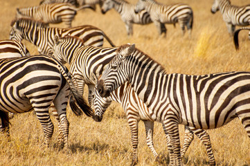 Fototapeta na wymiar Zebras in the Serengeti National Park, Tanzania. Plains zebra (Equus quagga, formerly Equus burchellii), also known as the common zebra or Burchell's zebra.