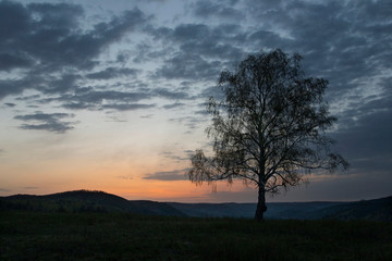 lonely, long dry tree, against the rays of the outgoing, the horizon, the sun