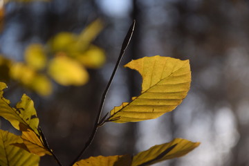 Buchenblatt im Herbst
