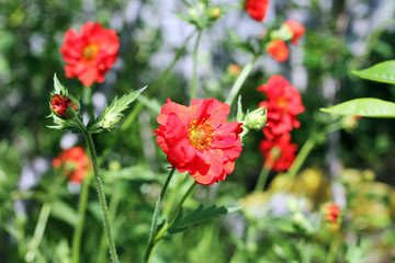 Decorative poppy bush in sunny weather