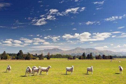 Sheeps grazing on farmland in New Zealand.