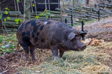 Portrait of a black dotted big pig standing in the grass outdoors, symbol of a clean swine farm of traditional raising animals for organic and healthy meat in a proper suitable outdoor surrounding