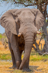 Naklejka na ściany i meble The African bush elephant (Loxodonta africana), also known as the African savanna elephant in the Okavango Delta Botswana Africa.