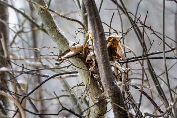 Closeup of colorful leaves collected together for a bird´s nest.
