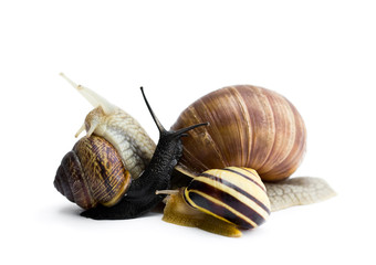 Garden snails isolated on white