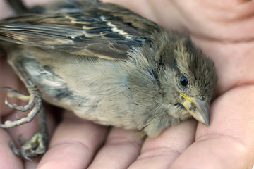 the sparrow lies in the hands of a man