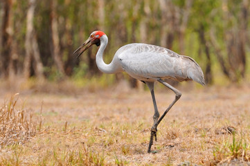 The Brolga (Antigone rubicunda), formerly known as the native companion, is a bird in the crane family. It has also been given the name Australian crane, Kakadu National Park. © GISTEL