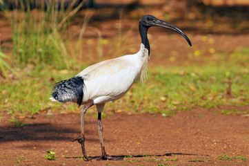The Australian white ibis (Threskiornis molucca) is a wading bird of the ibis family, Kakadu National Park Australia.