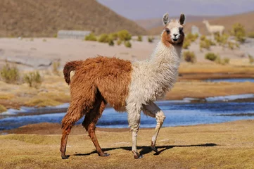  Lama (Lama glama) in de buurt van de Laguna Colorada, Bolivia. © GISTEL
