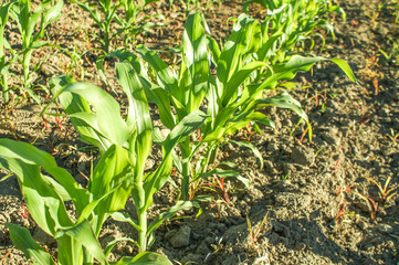 Young corn sprouts