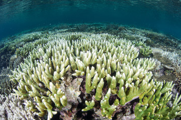 Corals on Indonesian Reef Bleaching in Warm Water