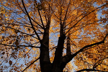 Drzewo jesienią z żółtymi liśćmi