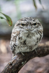australian bird
