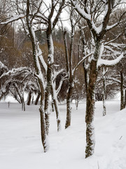 Winter Forest