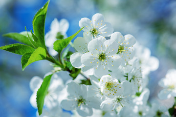 Blossoming of cherry flowers in spring time with green leaves and copyspace, macro