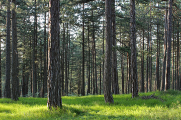 Pine forest park tara mountain serbia 