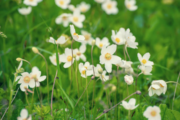 Beautiful white anemona flowers growing on the meadow in spring time, natural outdoor seasonal soft background