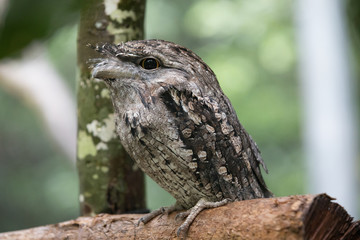 australian bird