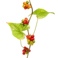 Bindweed berries and leaves
