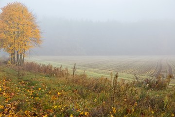 Jesienne zaorane pole z klonem z żółtymi liścimi, mglisty poranek - obrazy, fototapety, plakaty