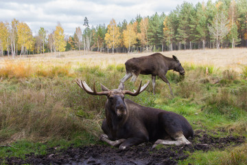 Wild male moose sitting and female moose standing. Crossing moose on streets cause accidents, that are dangerous for the wildlife as well as for people. The moose is the national animal of Sweden.
