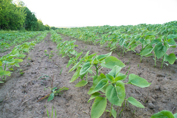 Field of young sunflower