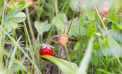 Berry strawberries in the grass