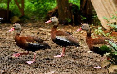Black bellied whistling ducks