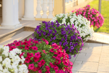 Fototapeta na wymiar Beautiful flowers at the entrance to the house.