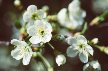 Blossoming of cherry flowers in spring time with green leaves and copyspace, macro